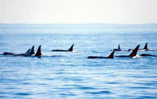 Pod of Orca Whales