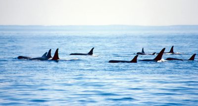 Pod of Orca Whales